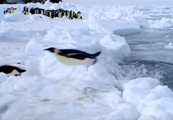 南极的神奇动物企鹅,南极生物图鉴