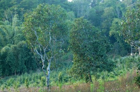 云南普洱茶区六大茶区,普洱茶茶区详细分布图