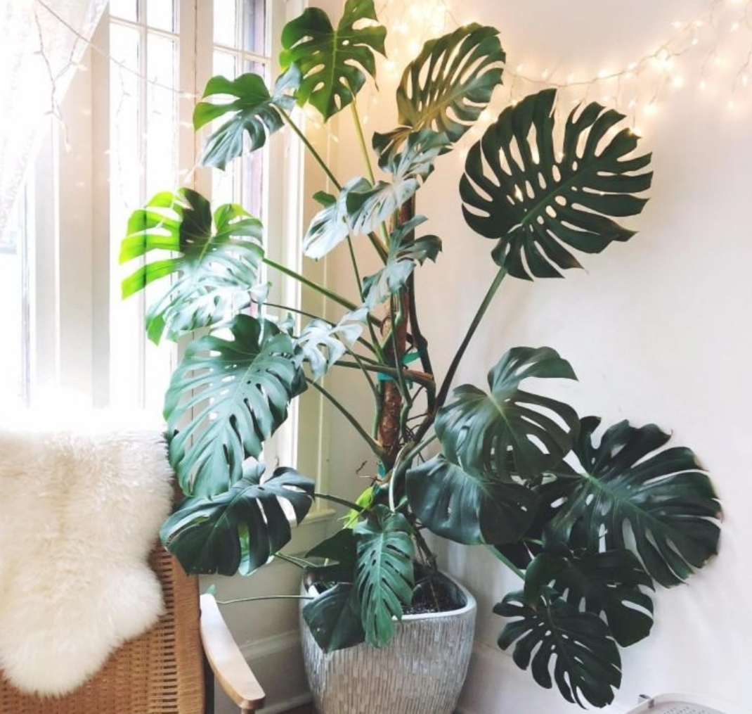 最适合放在室内净化空气的植物,哪些植物可以美化环境