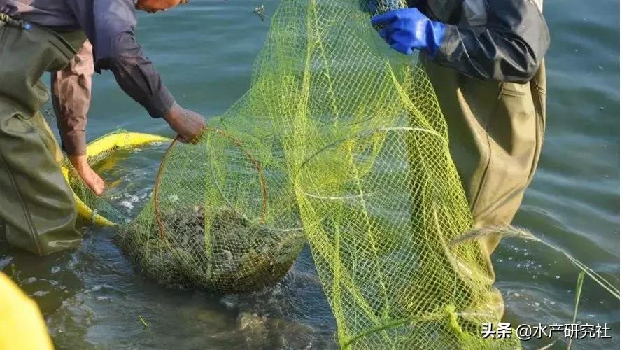 网箱养虾技术和管理,网箱养殖需要多久出栏完成