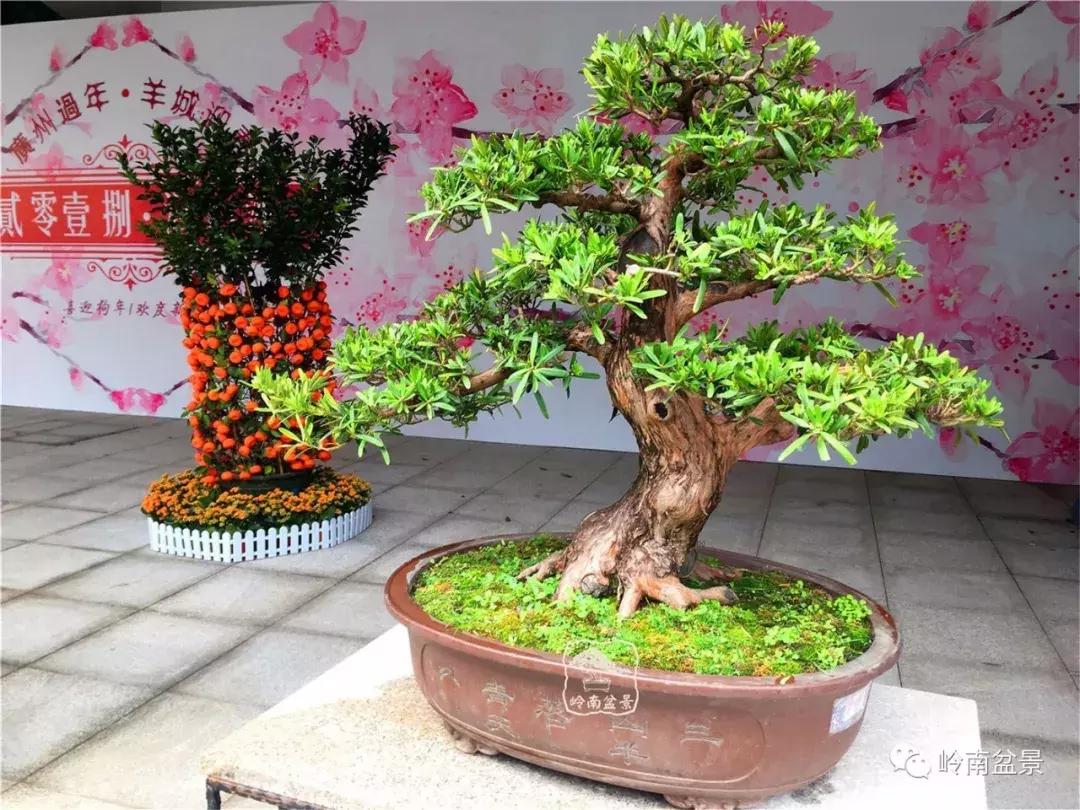 造型极美的盆景一起来欣赏,一组风吹出来的盆景欣赏动感十足