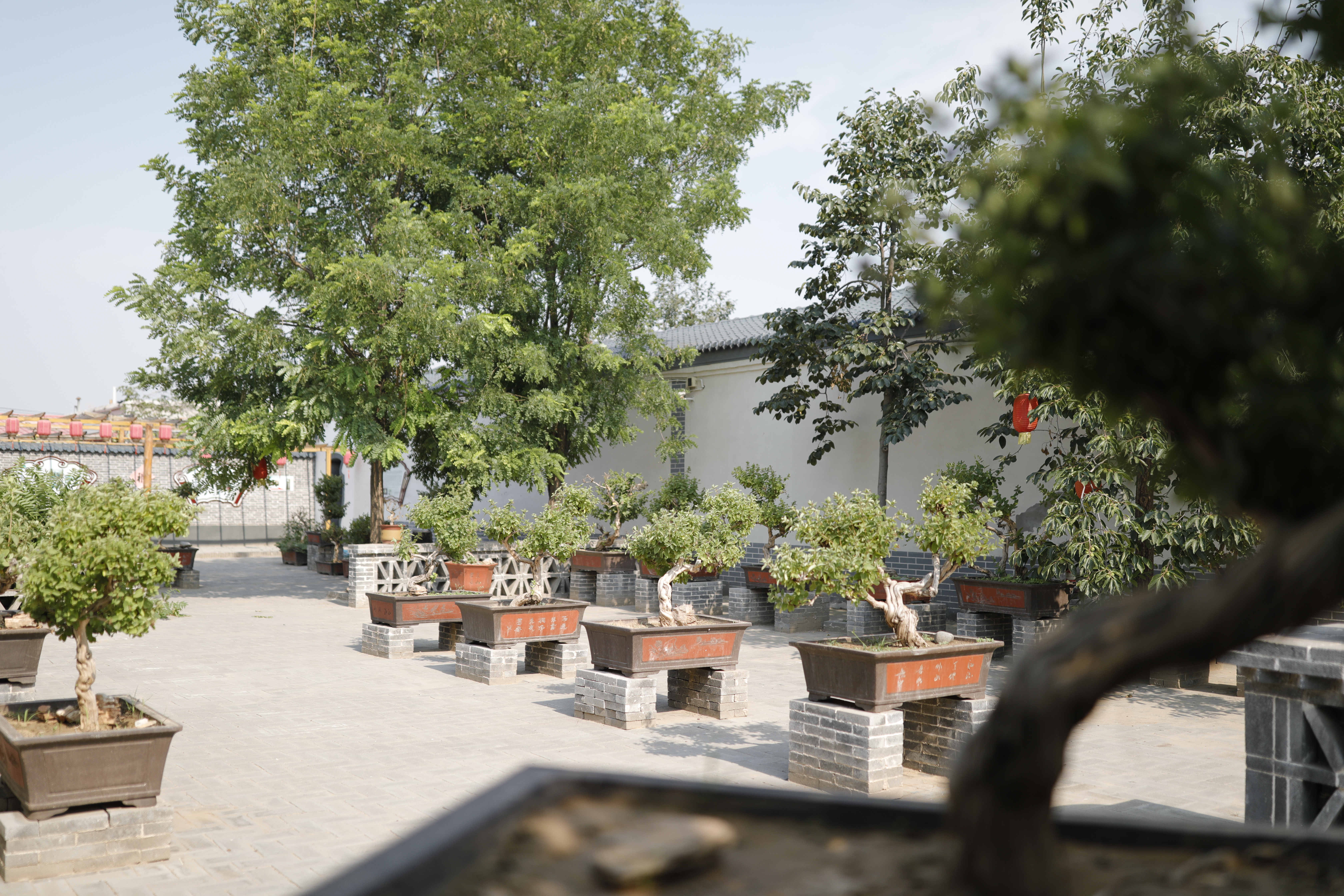 绾㈡潖涔嬩埂,涓浗绾㈡潖涔嬩埂