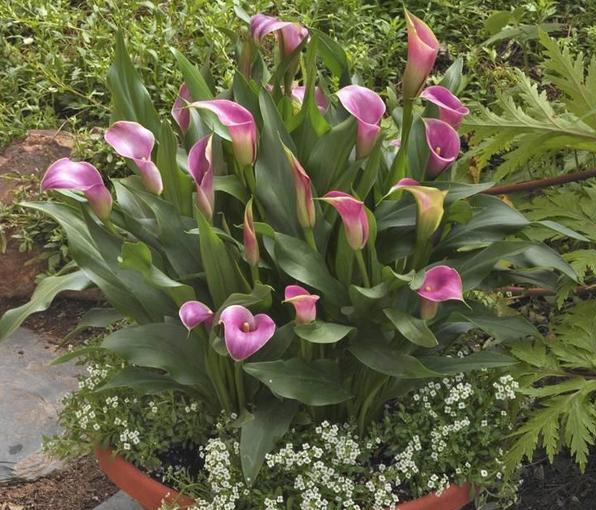 马蹄莲和睡莲一样吗,花卉绿植盆栽马蹄莲怎么养