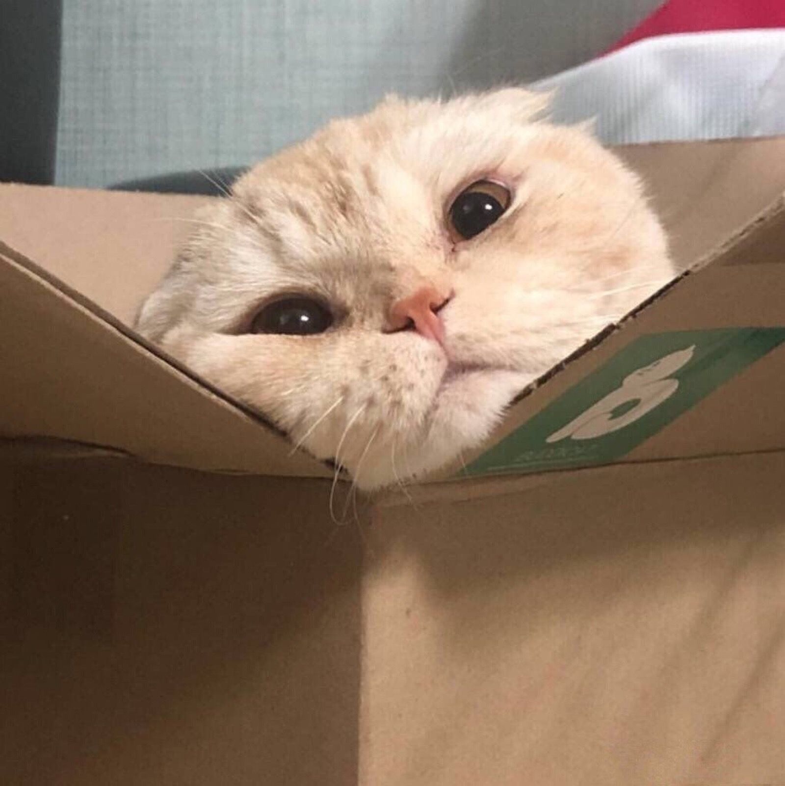 很小众却很惊艳的姐妹可爱头像,姐妹头像一个可爱一个霸气超可爱