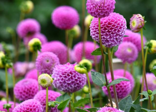 开玩笑送什么花合适呢,各种场合应该送什么花