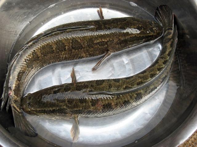 农村吃鱼俗话：“花鲢头，草鱼腰，乌鱼脑壳你莫挑”，是啥意思？