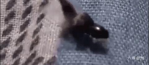 隐翅虫可以用手去拍打吗,拍打隐翅虫多久会有反应