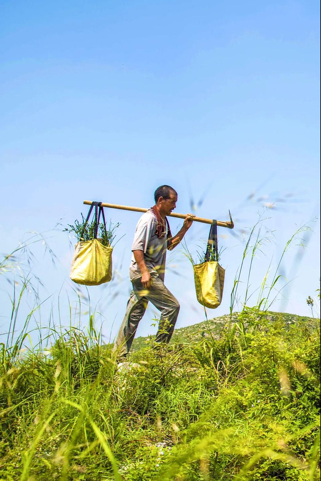 中国植树造林面积,中国植树造林成果国外有什么看法