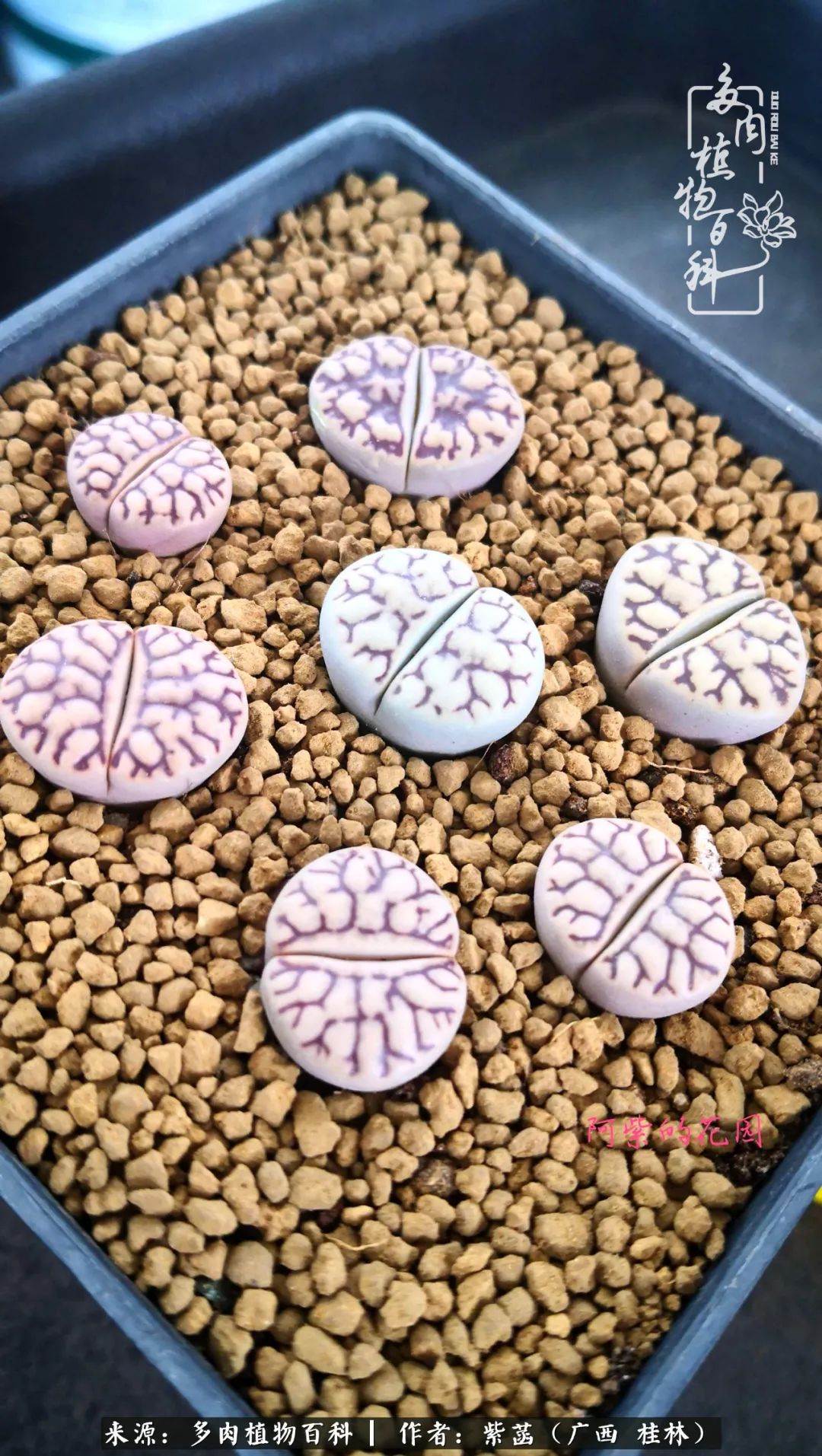 如何在夏天买的多肉度夏,多肉度夏好帮手