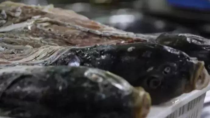 特点菜金毛狮子鱼,石家庄特点金毛狮子鱼