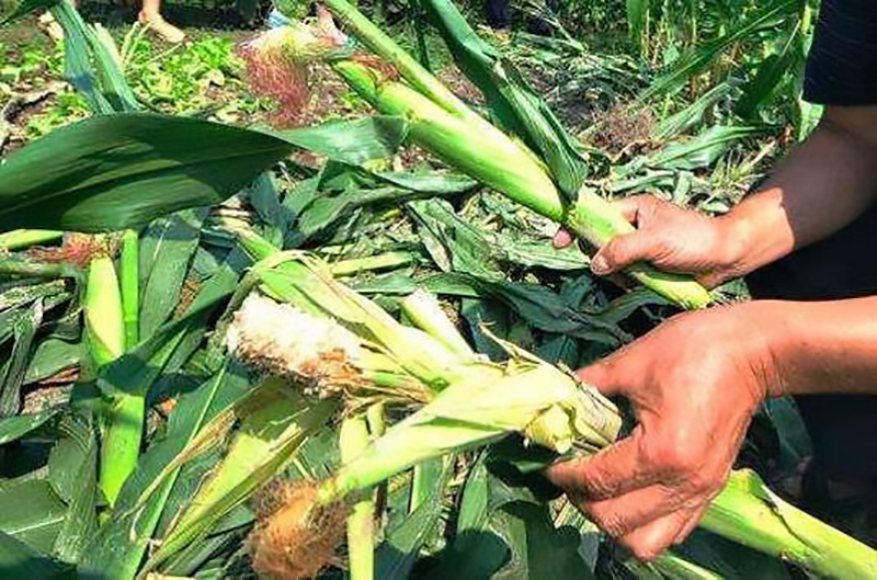 郴州彭美竹养牛大户,彭美竹养牛妙招图片