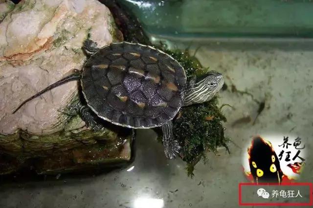 南石龟草龟花龟哪个体型大,草龟花龟珍珠龟哪个更好养