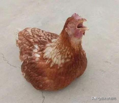 鸡脖子肿大有气囊炎症状,鸡气囊炎是由什么引起的