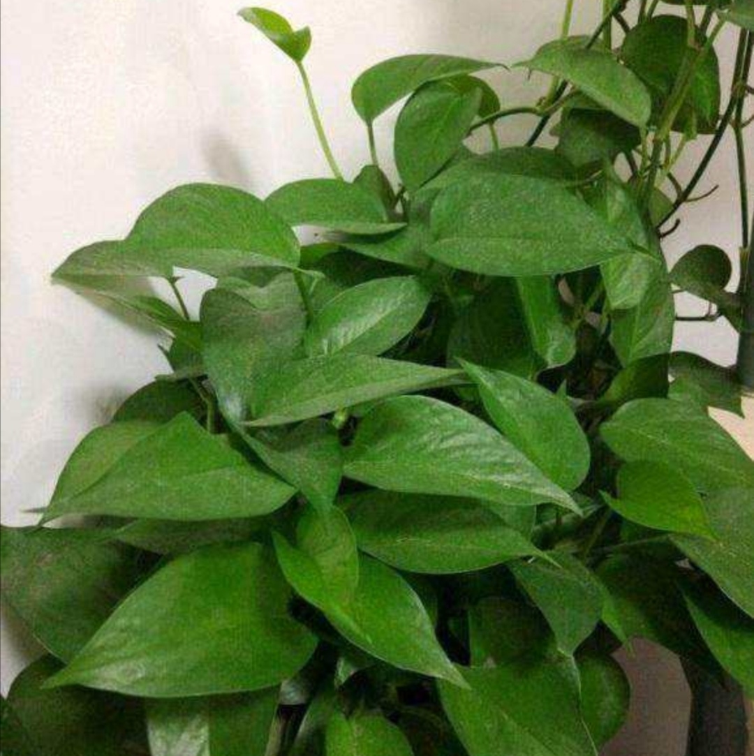 绿萝怎么养才更旺盛每天能浇水吗,绿萝怎么浇水才会长得茂盛