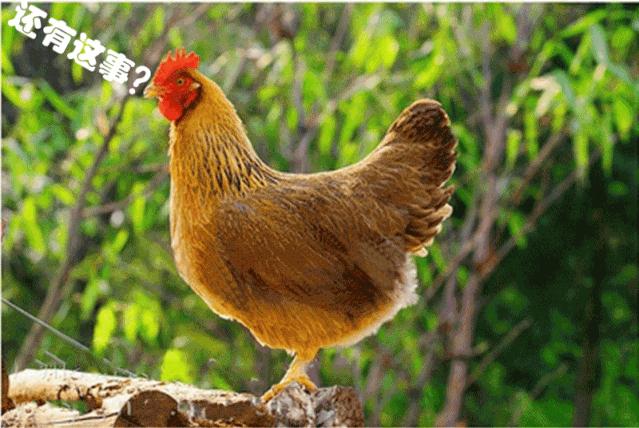 鸭蛋鸡蛋鹅蛋鹌鹑蛋哪个胆固醇高,鸡蛋鸭蛋鹅蛋鹌鹑蛋营养成分表