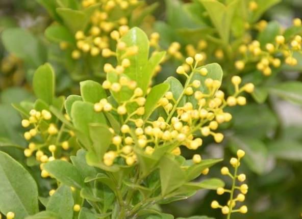 米兰花怎么养才开的茂密,米兰花怎么养才开得好