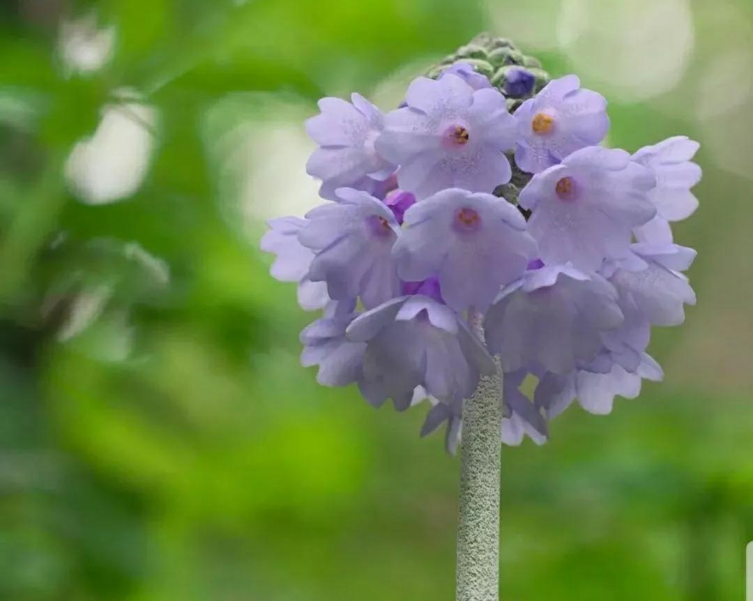 芳踪难觅濒危花！清新治愈篇：沙漠高原是吾家，豹子花的春天来了