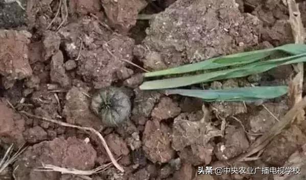 蔬菜地下害虫的最佳防治方法,防治蔬菜害虫用小苏打和白醋怎样