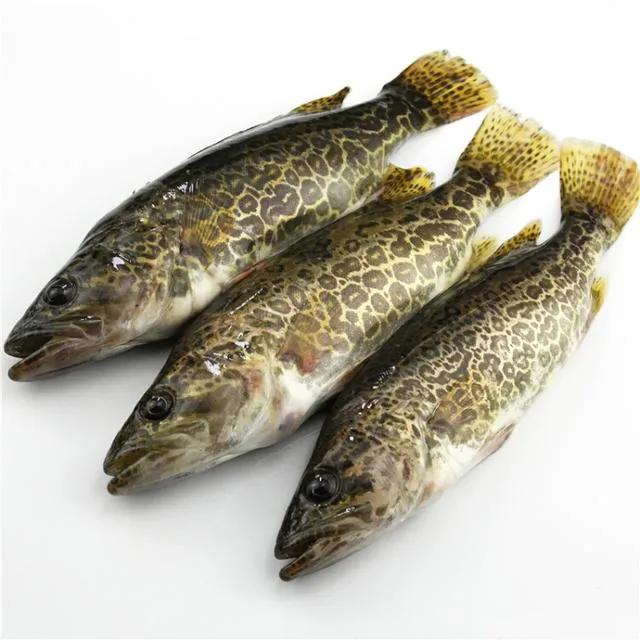 名贵的六种鱼你吃过几种,20种名贵海鱼