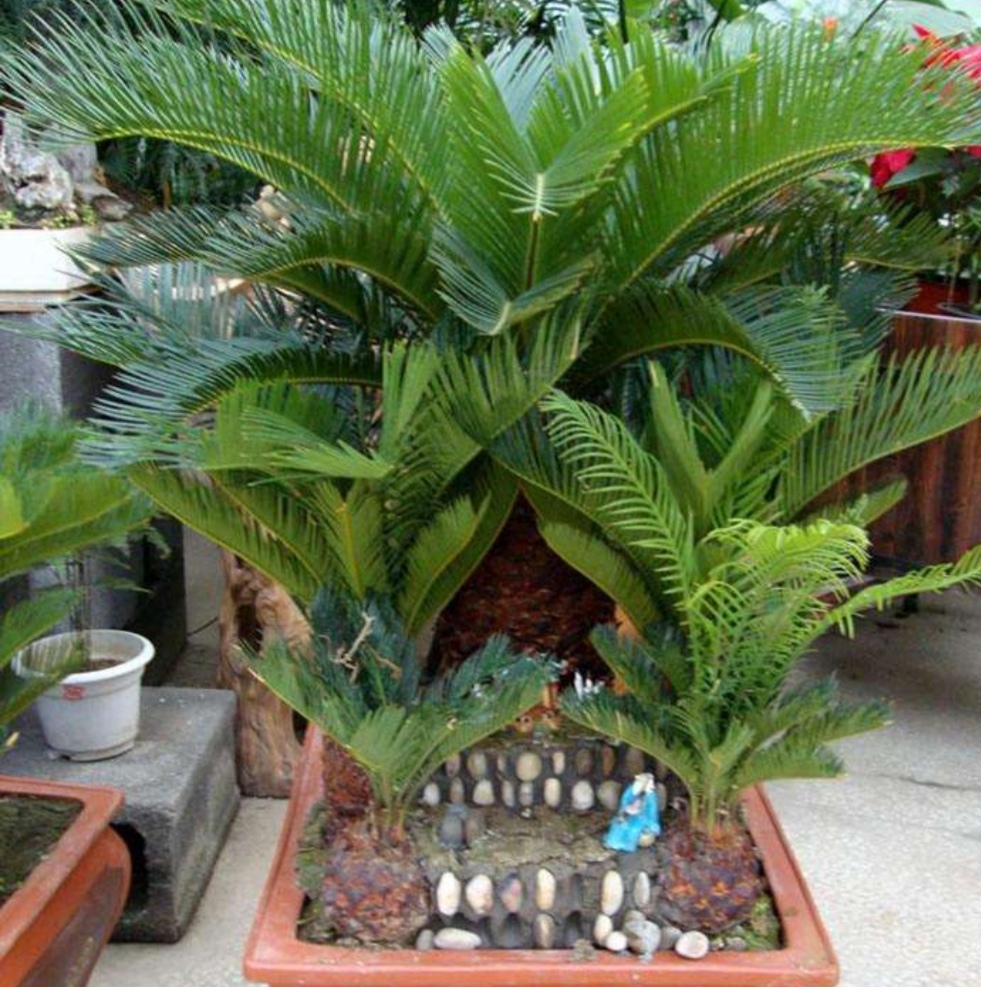 多头苏铁盆景图片大全欣赏,苏铁盆景养殖方法大全