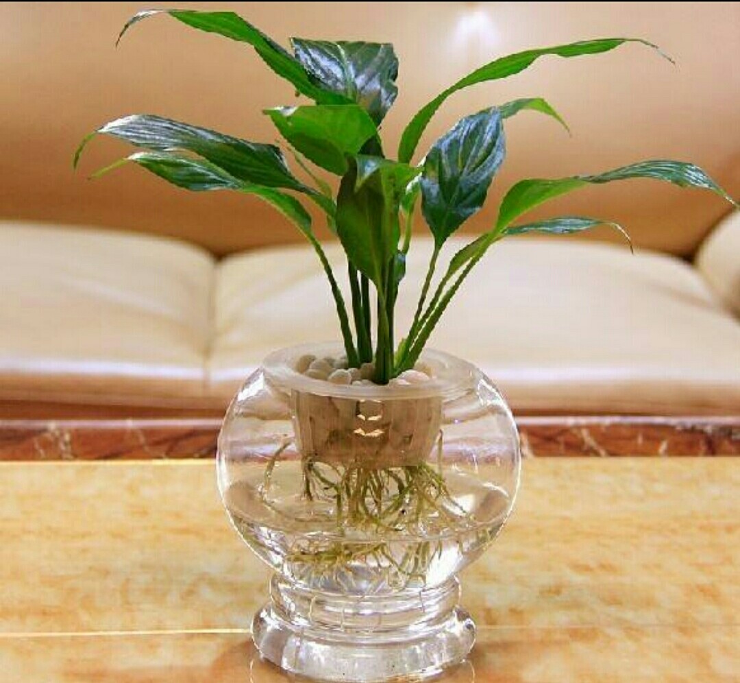 室内水培养花技巧与方法,水培养花哪种最好养