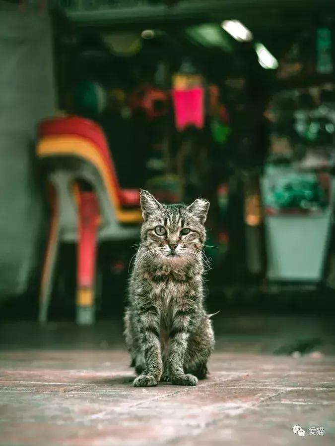 家猫被遗弃了会想家吗,家猫被丢弃会怎么样