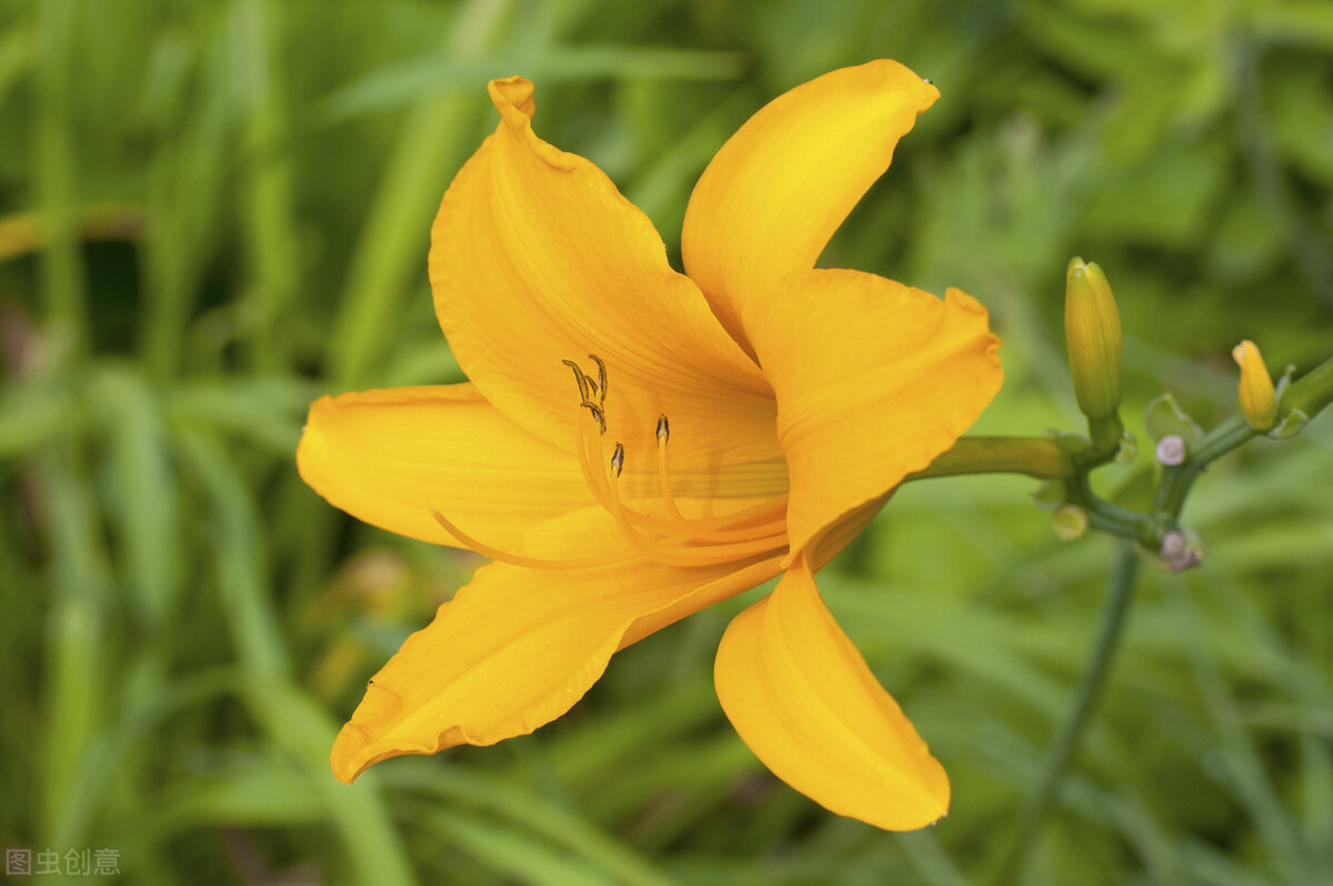 郁郁葱葱的多肉植物,适合阳光足的一年四季开花的植物
