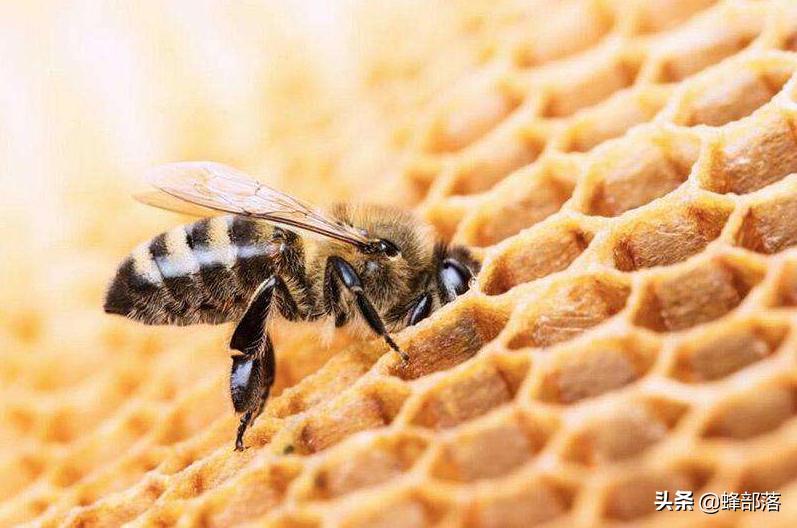 合成蜂蜜骗局,养蜂人如何将蜂蜜造假