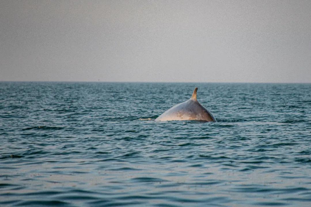 北海布氏鲸视频,广西北海布氏鲸图片