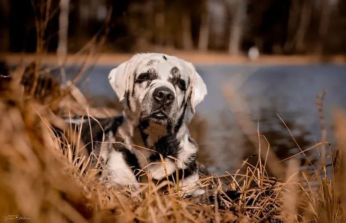 黑拉布拉多额头有白癣,黑拉布拉多身上有白点怎么回事