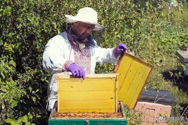 从未用过巢础的野生蜜蜂，家养时需要定期更换，商家赚钱的手段？