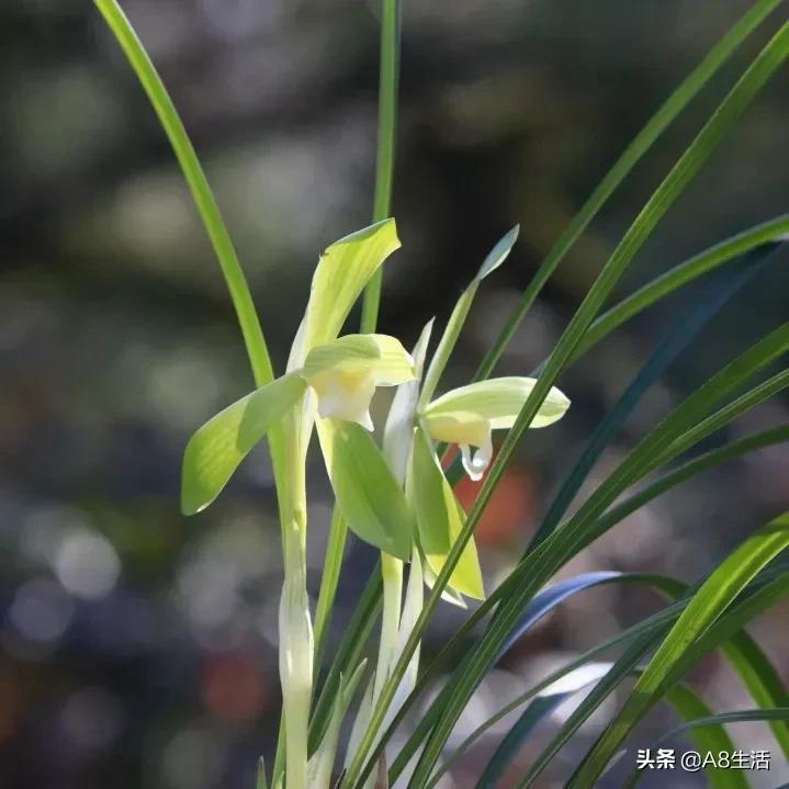 春兰张荷素兰花介绍,每日一品中国兰花春兰