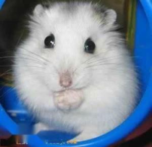 小小的仓鼠有哪些种类,什么种类的小仓鼠最乖呢