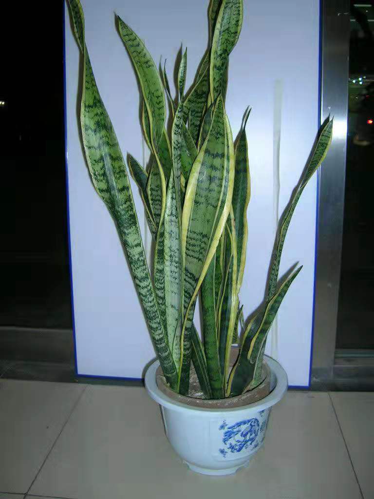 虎皮兰银脉能吸甲醛吗,金边虎皮兰吸收甲醛吗