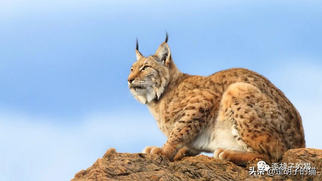 捏住老虎后颈就不敢动了,捏住老虎后颈肉会怎样