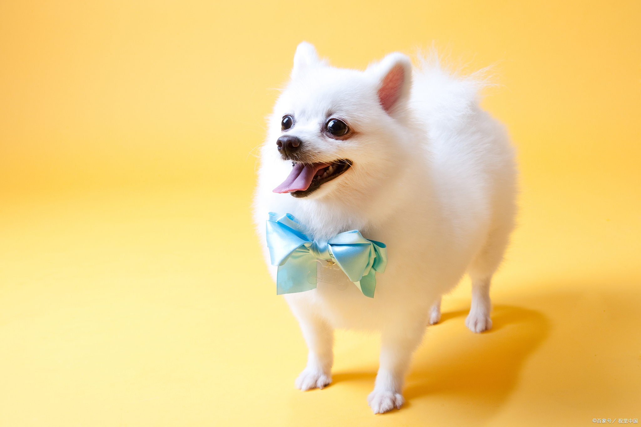 博美公的跟母的有什么区别,博美公的跟母的区别