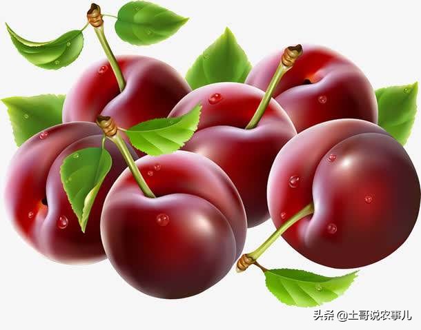 樱桃品种比较甜的品种有哪些,比较少见超甜樱桃品种