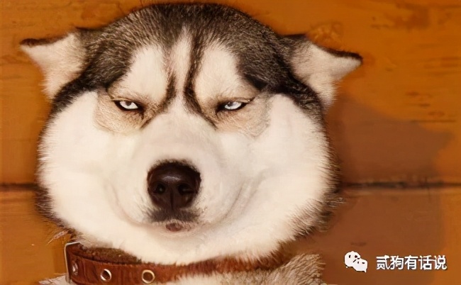 狗中奇葩哈士奇,狗界七大奇葩