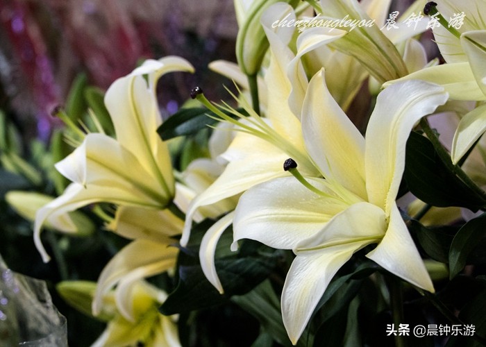 百合哪种颜色的花好闻,寓意好的花百合