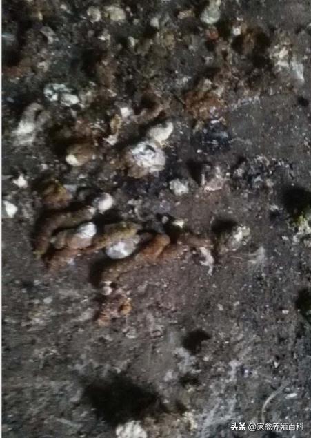 鸡“吐水”是什么原因？有没有可行的解决办法？