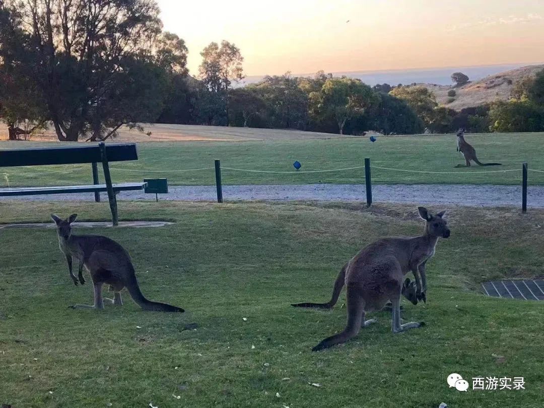 西澳自驾游墨尔本,八千里路云和月南下