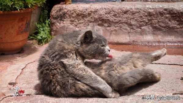 从上海G318到尼泊尔快乐骑行之旅63【梦中的拉萨4】