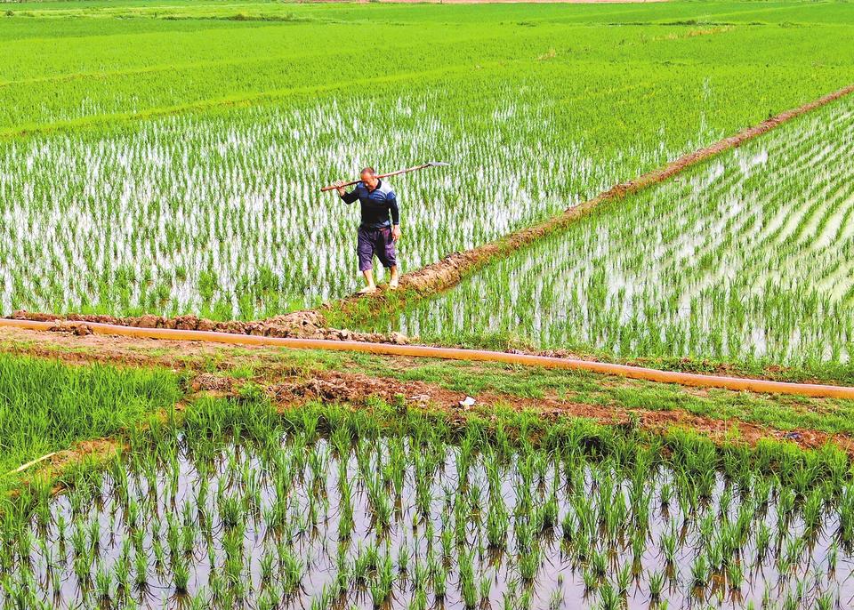 拔苗助长寓言故事告诉我们的道理,揠苗助长的寓言故事告诉我们什么