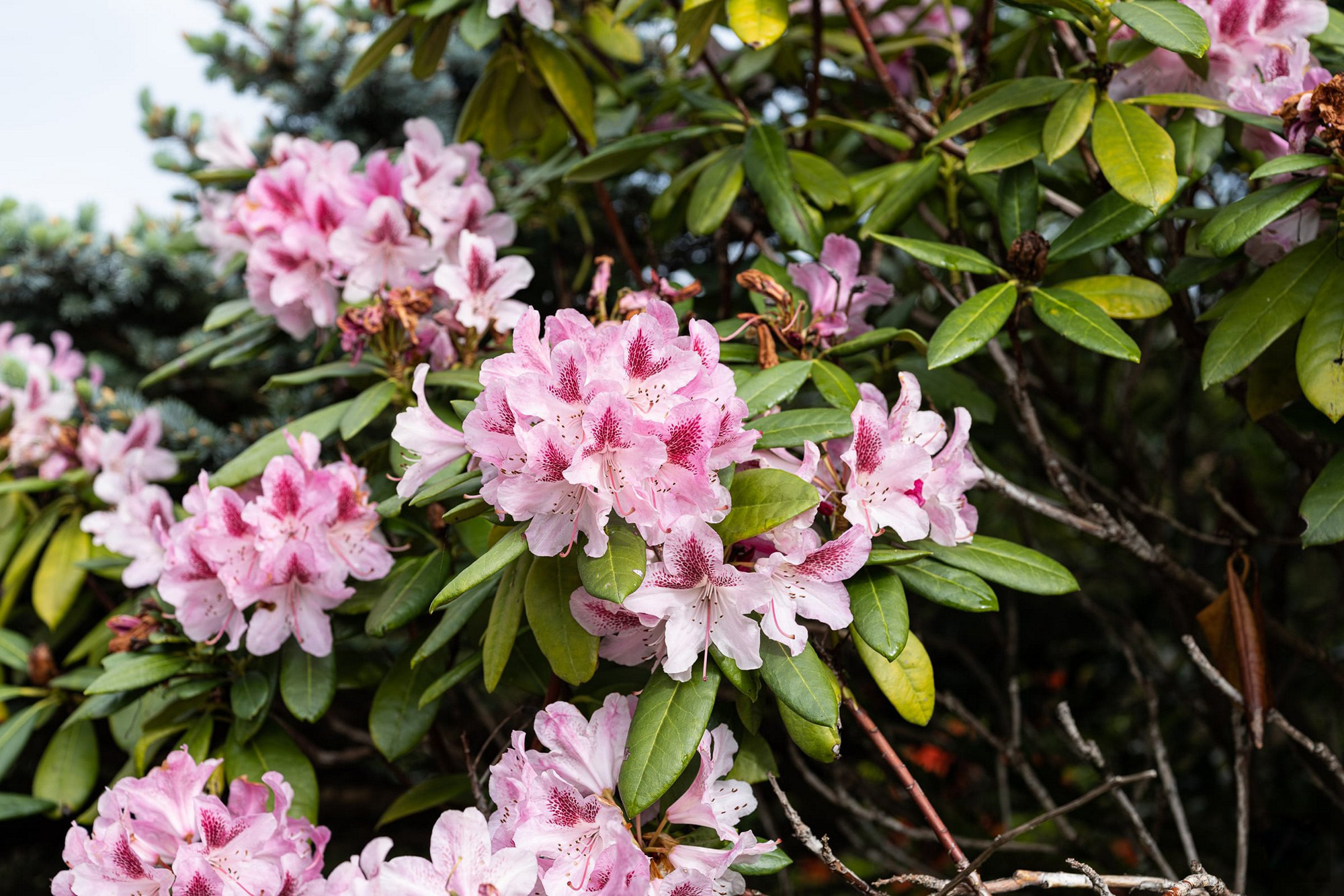 富士gfx50sii视频测试,富士高端相机gfx100s参数