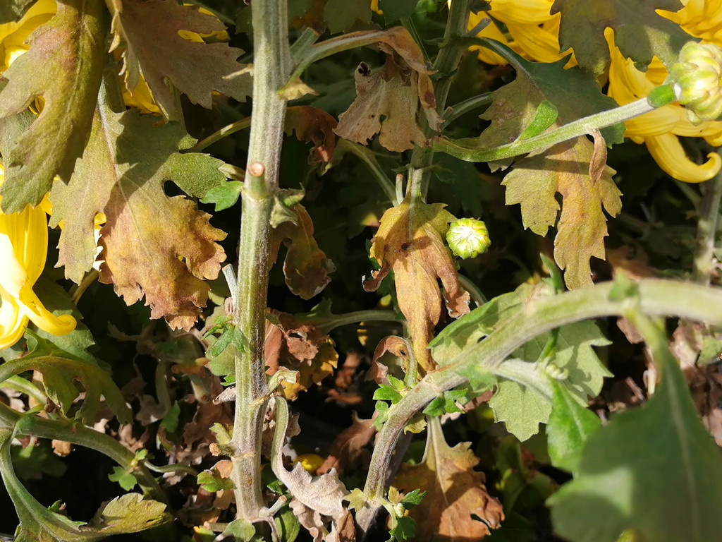 菊花有哪些病虫害及防治,菊花常见病害及治疗方法