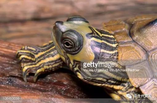 地图龟成体样子,地图龟种类及图解