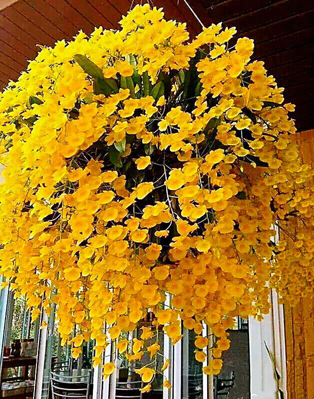 大自然石斛花,哪种石斛花好看又好吃