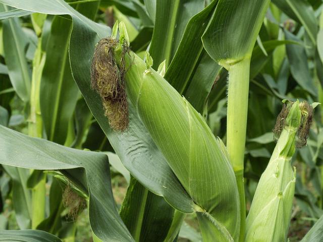 官方发布关于农村补贴的最新政策,农民又有哪5项补贴政策