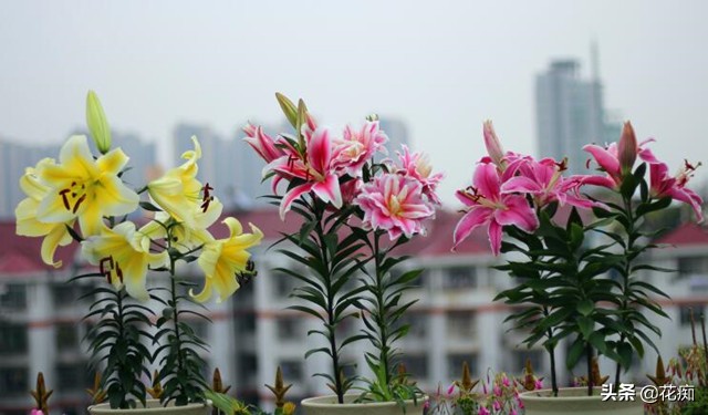 枯萎的百合花有什么用,枯萎的百合花怎么救