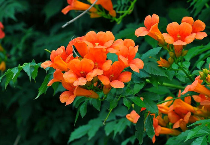 养什么花可以驱赶蚊虫,室内养什么花最防蚊虫